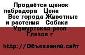 Продаётся щенок лабрадора › Цена ­ 30 000 - Все города Животные и растения » Собаки   . Удмуртская респ.,Глазов г.